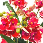 793704ROJO-4.jpg